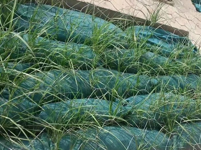 生态袋护坡长出植被实拍